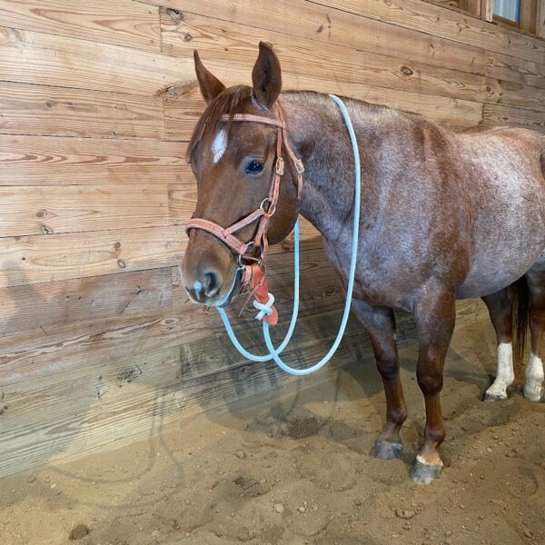 Deluxe Soft Touch Schooling Bridle with Soft Touch Three Piece O-Ring Snaffle Bit