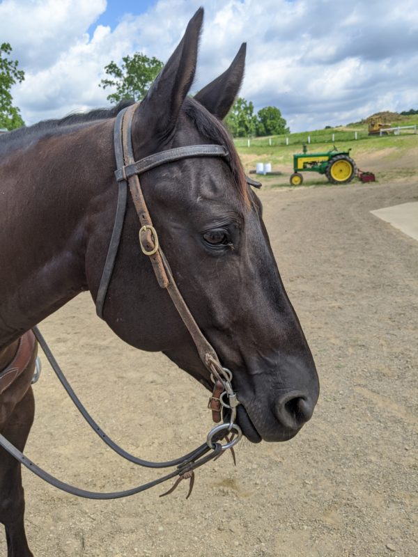 Complete Headstall with Reins and Soft Touch Curb Bit