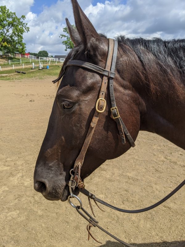 Complete Headstall with Reins and Soft Touch Curb Bit - Image 2