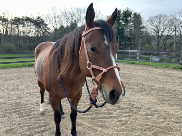 Deluxe Soft Touch Schooling Bridle with Soft Touch Three Piece O-Ring Snaffle Bit - Image 2