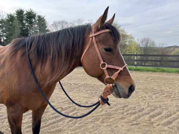 Deluxe Soft Touch Schooling Bridle with Soft Touch Three Piece O-Ring Snaffle Bit