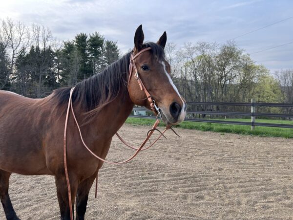 Complete Headstall with Reins and Soft Touch Curb Bit - Image 5